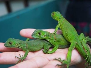 iguanas-belize.jpg