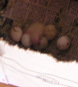 baby birds Nov 11 002.JPG