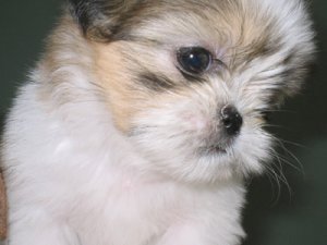 126_2649small.jpg