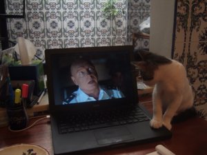 cat-tv.jpg