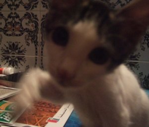 catswat.jpg