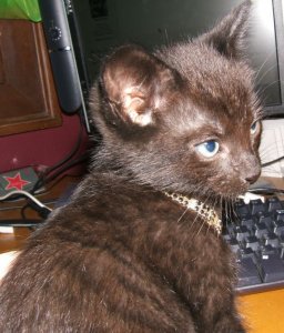 cbjoebling.jpg cbjoebling.jpg