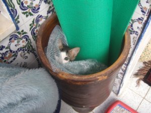 catinjar.jpg