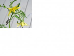 tomatoplant&tulip2.JPG