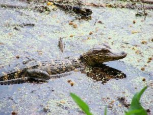 baby gator.jpg