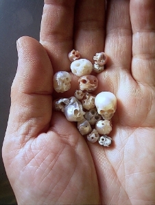 image_4012.jpg image_4012.jpg