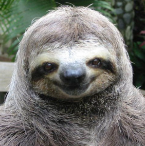 slothlove.png