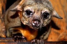 kinkajou1.jpg kinkajou1.jpg