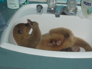 kinkajou2.jpg kinkajou2.jpg