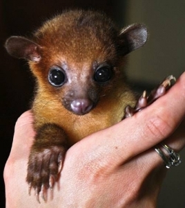 kinkajou3.jpg kinkajou3.jpg