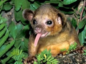kinkajou4.jpg kinkajou4.jpg
