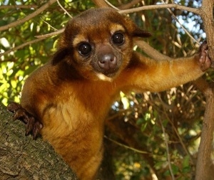 kinkajou5.jpg kinkajou5.jpg