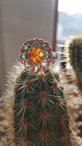 indoors_cactus.jpg