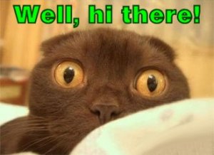 cat-wellhithere.jpg