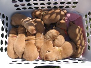 LaundryBasket.jpg LaundryBasket.jpg