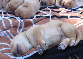 sunbathing.jpg