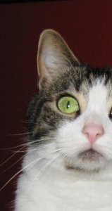 Cat eyes.jpg