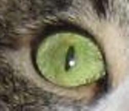 Cat eyes 21.jpg