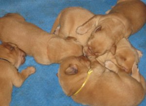 PileofPups.jpg