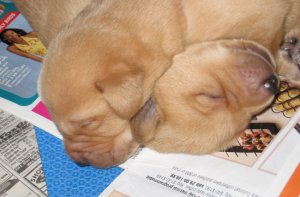 PuppyLove.jpg