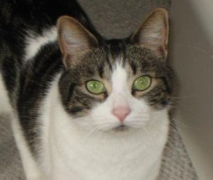 Cat eyes 017.jpg