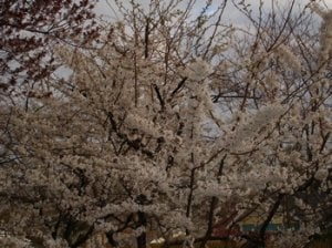 mycherrytnblossom.jpg