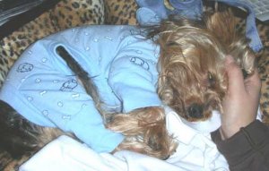 bonsleepydognew.jpg