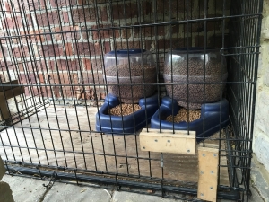 feedingstation.jpg