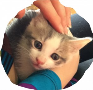 spriteskittens.png