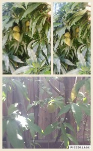 Collage%202016-06-25%2010_32_32.jpg