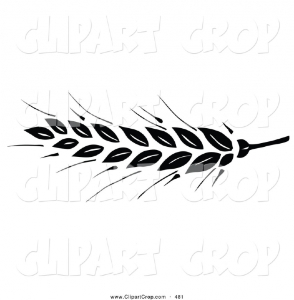 black-wheat-head-on-the-tip-of-a-stem-on-a-white-background-by-c-jpzzba-clipart.jpg