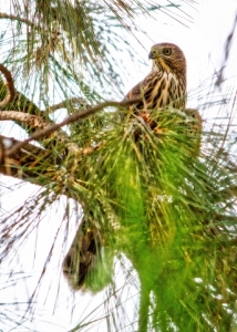 hawk_hdr.jpg