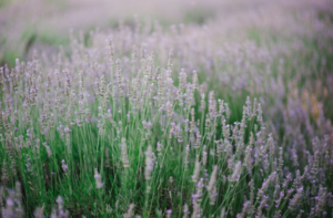 lavendar_field.png