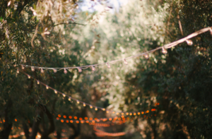 olive_grove.png