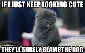 blamethedog.png