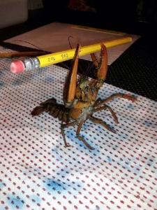 fear_me_human__i_have_acquired_your_yellow_combat_spear_.jpg