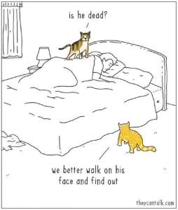 catswalkingalloverus.jpg