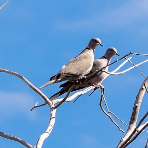 eurasion-doves.jpg