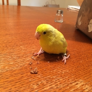 petey-bird.jpg