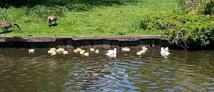ducklingsandparentsenjoyingfletcherlake.jpg