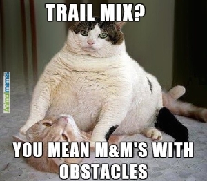 32-of-the-best-funny-cat-memes-7b97ad4f-7b8b-466b-8bbd-81991ab70576_original.jpg