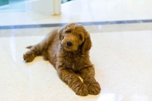 trump_goldendoodle.jpg