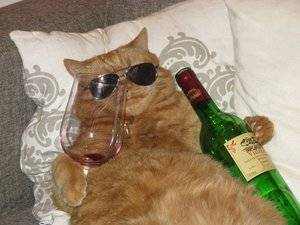 a-funny-cat-glass-wine-bottle.jpg a-funny-cat-glass-wine-bottle.jpg