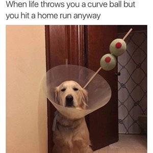 dog martini.jpg