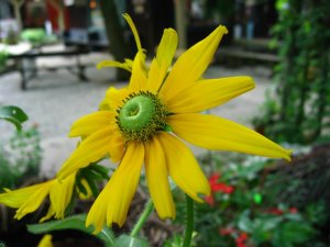 BrownCoShot06.jpg