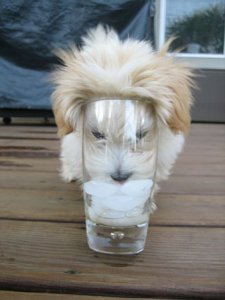 glassbailey.jpg
