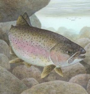 rainbowtrout.jpg