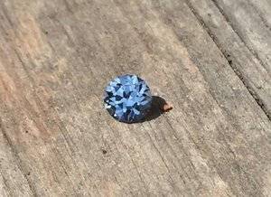 Barry Blue Grey Lavender Full Sun on Table.jpg Barry Blue Grey Lavender Full Sun on Table.jpg