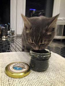 moscow_councillor_shows_cat_eating_caviar_causing_outrage-2.jpg
