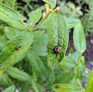 ladybug larvae.jpg